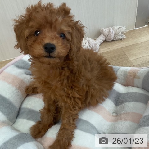 福岡県のトイプードル(トイ) (ペットプラス ららぽーと福岡店/2025年11月17日生まれ/男の子/レッド)の子犬の3枚目の画像