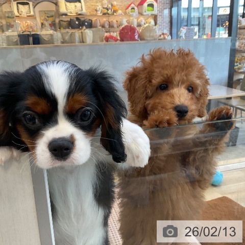 福岡県のトイプードル(トイ) (ペットプラス ららぽーと福岡店/2025年11月17日生まれ/男の子/レッド)の子犬の4枚目の画像