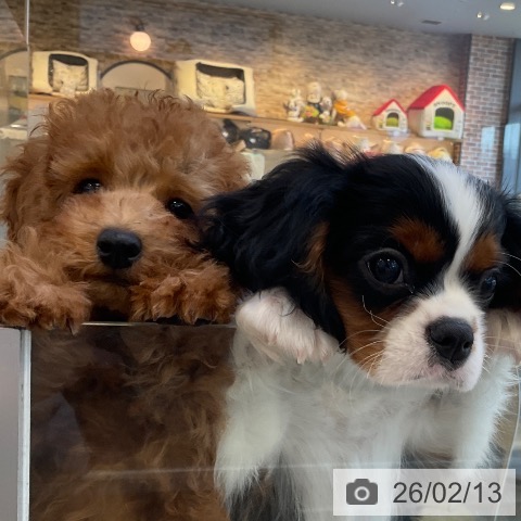 福岡県のトイプードル(トイ) (ペットプラス ららぽーと福岡店/2025年11月17日生まれ/男の子/レッド)の子犬の3枚目の画像