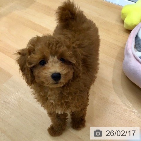 熊本県のトイプードル(トイ) (ペットプラス 熊本店/2025年11月17日生まれ/男の子/レッド)の子犬の3枚目の画像