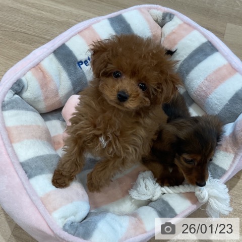 福岡県のトイプードル(トイ) (ペットプラス 香椎浜店/2025年11月15日生まれ/男の子/レッド)の子犬の4枚目の画像