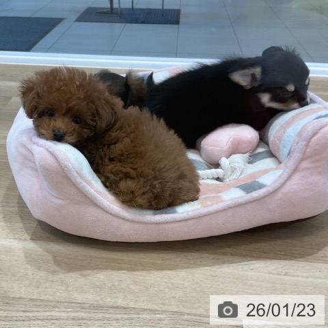 福岡県のトイプードル(トイ) (ペットプラス 香椎浜店/2025年11月15日生まれ/男の子/レッド)の子犬の3枚目の画像