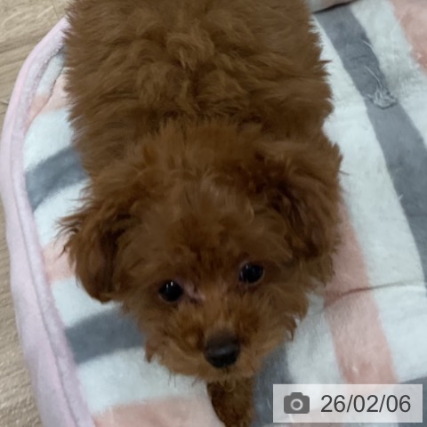 福岡県のトイプードル(トイ) (ペットプラス 香椎浜店/2025年11月15日生まれ/男の子/レッド)の子犬の3枚目の画像