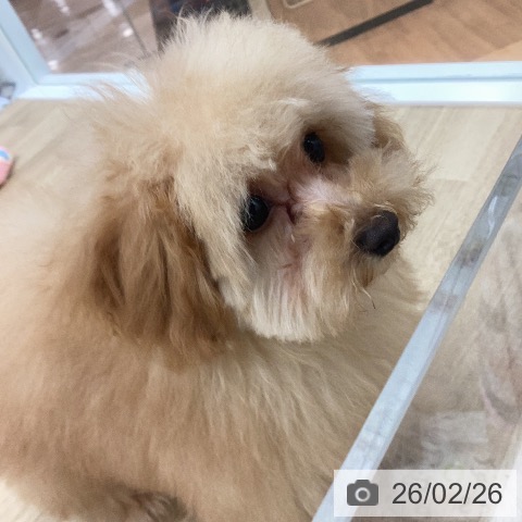 宮崎県のトイプードル(トイ) (ペットプラス 宮崎店/2025年11月15日生まれ/男の子/アプリコット)の子犬の4枚目の画像