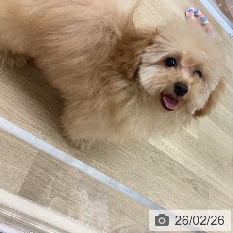 宮崎県のトイプードル(トイ) (ペットプラス 宮崎店/2025年11月15日生まれ/男の子/アプリコット)の子犬の3枚目の画像