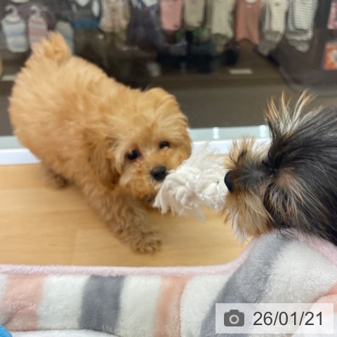 福岡県のトイプードル(トイ) (ペットプラス MARK IS 福岡ももち店/2025年11月15日生まれ/男の子/アプリコット)の子犬の3枚目の画像