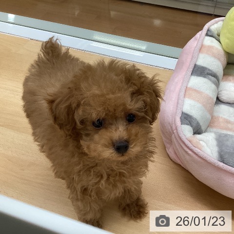 福岡県のトイプードル(トイ) (ペットプラス 黒崎店/2025年11月15日生まれ/男の子/アプリコット)の子犬の4枚目の画像