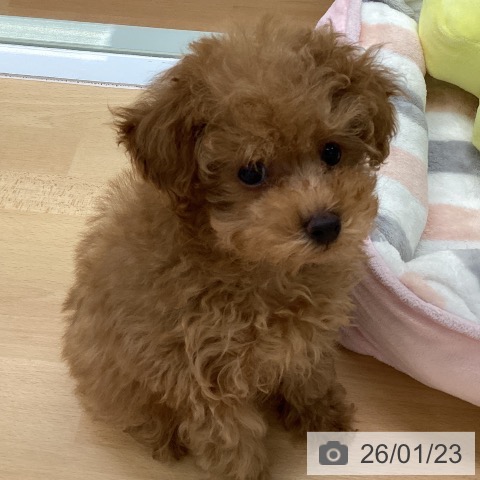 福岡県のトイプードル(トイ) (ペットプラス 黒崎店/2025年11月15日生まれ/男の子/アプリコット)の子犬の3枚目の画像