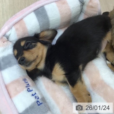 ミニチュア・ダックスフンドの写真