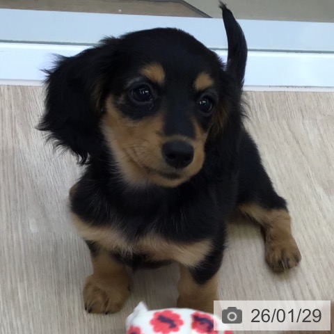 沖縄県のミニチュアダックスフンド(ロング) (ペットプラス 沖縄ライカム店/2025年11月20日生まれ/女の子/ブラックタン)の子犬の4枚目の画像