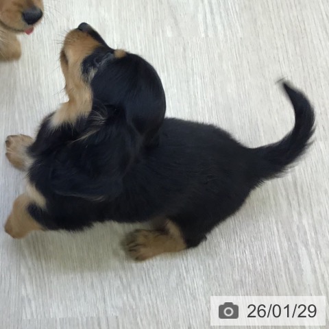 沖縄県のミニチュアダックスフンド(ロング) (ペットプラス 沖縄ライカム店/2025年11月20日生まれ/女の子/ブラックタン)の子犬の3枚目の画像