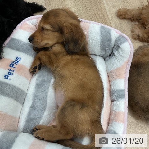 ミニチュア・ダックスフンドの写真