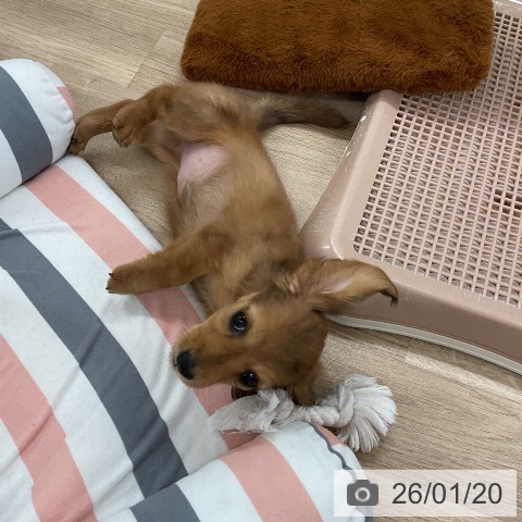 ミニチュア・ダックスフンドの写真