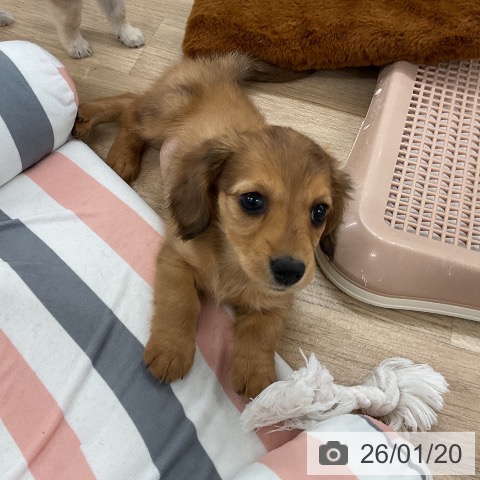 ミニチュア・ダックスフンドの写真