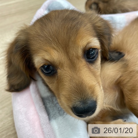 ミニチュア・ダックスフンドの写真