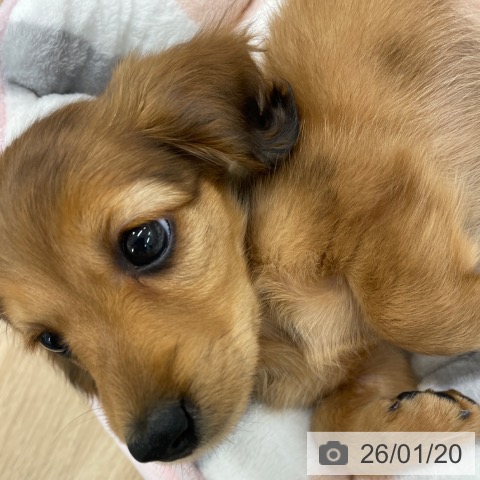 ミニチュア・ダックスフンドの写真