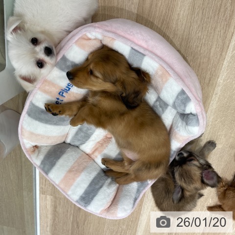 ミニチュア・ダックスフンドの写真