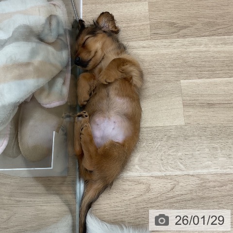 ミニチュア・ダックスフンドの写真