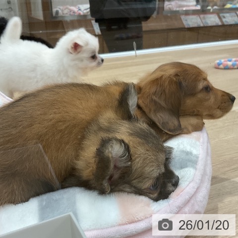 ミニチュア・ダックスフンドの写真