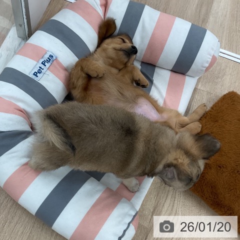 福岡県のミニチュアダックスフンド(ロング) (ペットプラス 八幡東店/2025年11月20日生まれ/女の子/レッド)の子犬の4枚目の画像