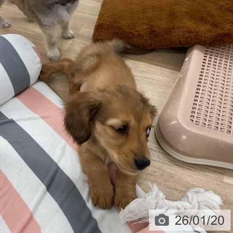 福岡県のミニチュアダックスフンド(ロング) (ペットプラス 八幡東店/2025年11月20日生まれ/女の子/レッド)の子犬の3枚目の画像