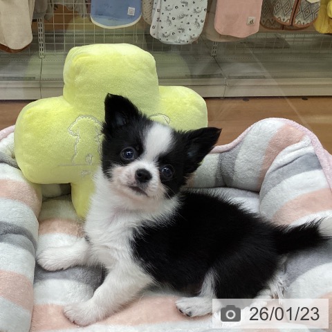 福岡県のチワワ(ロング) (ペットプラス 黒崎店/2025年11月20日生まれ/男の子/ブラックホワイト)の子犬の4枚目の画像