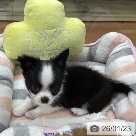 福岡県のチワワ(ロング) (ペットプラス 黒崎店/2025年11月20日生まれ/男の子/ブラックホワイト)の子犬の3枚目の画像