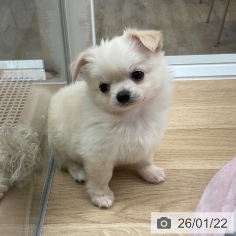 福岡県のチワワ(ロング) (ペットプラス 春日店/2025年11月20日生まれ/男の子/クリームホワイト)の子犬の4枚目の画像