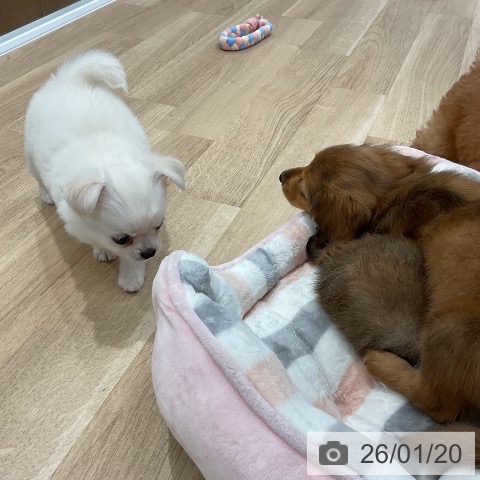 福岡県のチワワ(ロング) (ペットプラス 八幡東店/2025年11月20日生まれ/男の子/ホワイトクリーム)の子犬の3枚目の画像