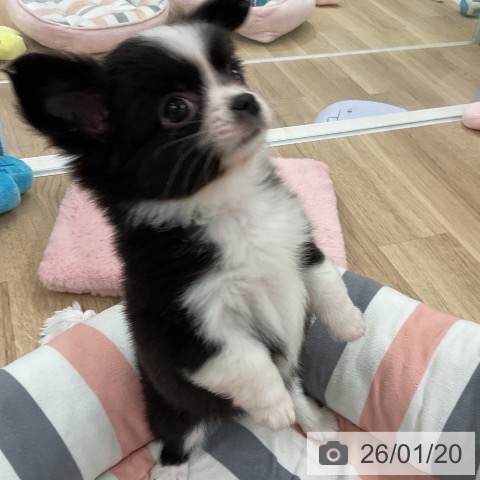 福岡県のチワワ(ロング) (ペットプラス 八幡東店/2025年11月20日生まれ/女の子/ブラックホワイト)の子犬の4枚目の画像