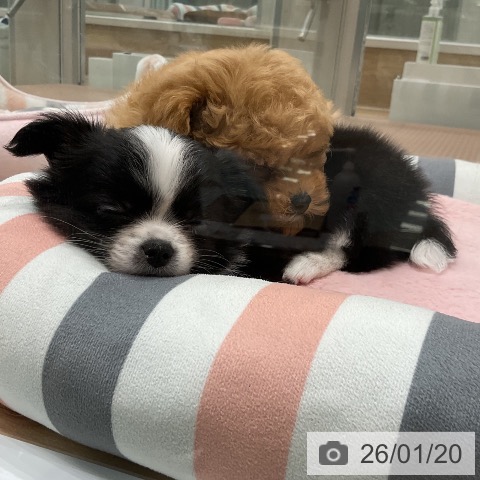 福岡県のチワワ(ロング) (ペットプラス 八幡東店/2025年11月20日生まれ/女の子/ブラックホワイト)の子犬の3枚目の画像