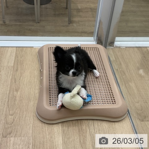 福岡県のチワワ(ロング) (ペットプラス 春日店/2025年11月20日生まれ/男の子/ブラックホワイト)の子犬の4枚目の画像