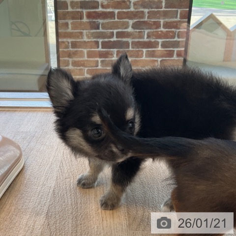 福岡県のチワワ(ロング) (ペットプラス ららぽーと福岡店/2025年11月19日生まれ/男の子/ブラックタン)の子犬の4枚目の画像