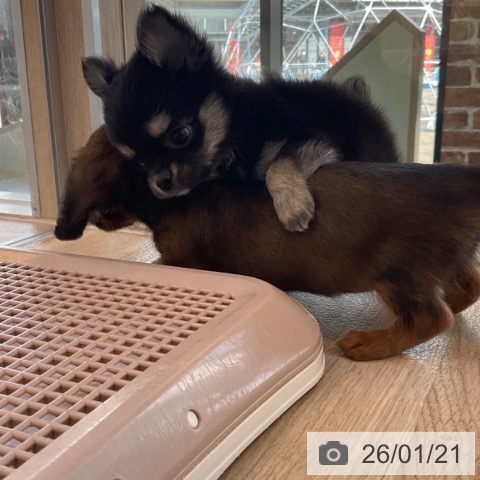 福岡県のチワワ(ロング) (ペットプラス ららぽーと福岡店/2025年11月19日生まれ/男の子/ブラックタン)の子犬の3枚目の画像