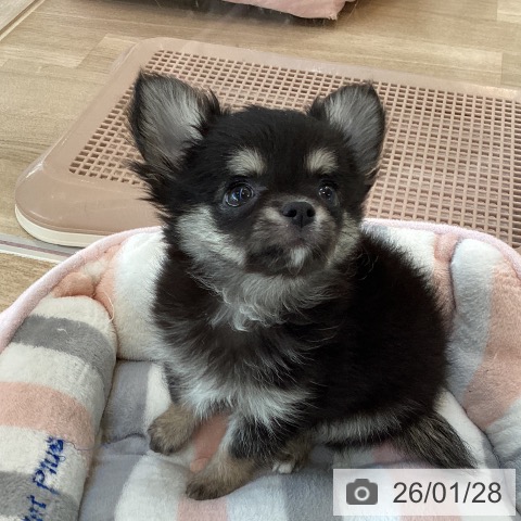 福岡県のチワワ(ロング) (ペットプラス ららぽーと福岡店/2025年11月19日生まれ/男の子/ブラックタン)の子犬の4枚目の画像