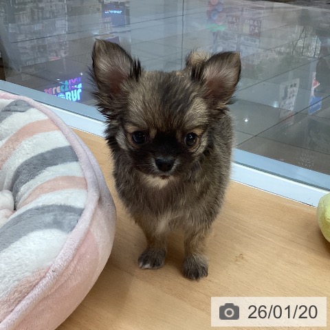 熊本県のチワワ(ロング) (ペットプラス 熊本店/2025年11月19日生まれ/男の子/フォーンホワイト)の子犬の3枚目の画像