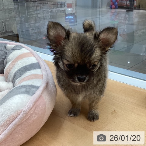 熊本県のチワワ(ロング) (ペットプラス 熊本店/2025年11月19日生まれ/男の子/フォーンホワイト)の子犬の3枚目の画像