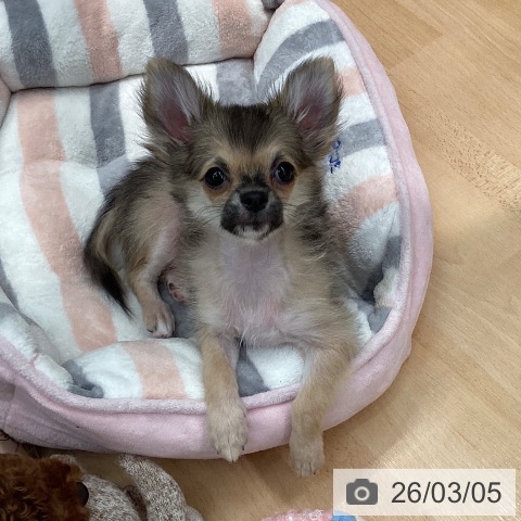 熊本県のチワワ(ロング) (ペットプラス 熊本店/2025年11月19日生まれ/男の子/フォーンホワイト)の子犬の3枚目の画像