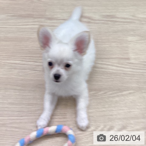 長崎県のチワワ(ロング) (ペットプラス 長崎店/2025年11月15日生まれ/男の子/クリームホワイト)の子犬の4枚目の画像