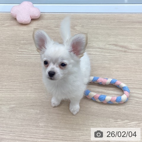 長崎県のチワワ(ロング) (ペットプラス 長崎店/2025年11月15日生まれ/男の子/クリームホワイト)の子犬の3枚目の画像