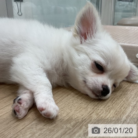 福岡県のチワワ(ロング) (ペットプラス 八幡東店/2025年11月19日生まれ/女の子/クリームホワイト)の子犬の4枚目の画像