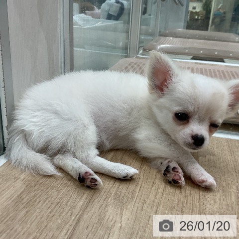 福岡県のチワワ(ロング) (ペットプラス 八幡東店/2025年11月19日生まれ/女の子/クリームホワイト)の子犬の3枚目の画像