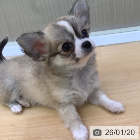 福岡県のチワワ(ロング) (ペットプラス 福岡店/2025年11月19日生まれ/女の子/フォーンホワイト)の子犬の4枚目の画像