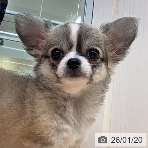 福岡県のチワワ(ロング) (ペットプラス 福岡店/2025年11月19日生まれ/女の子/フォーンホワイト)の子犬の3枚目の画像