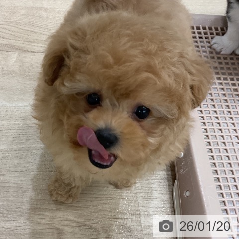 福岡県のトイプードル(トイ) (ペットプラス 八幡東店/2025年11月20日生まれ/男の子/アプリコット)の子犬の4枚目の画像