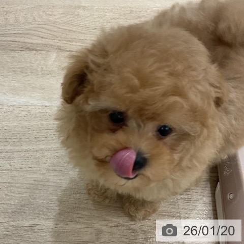 福岡県のトイプードル(トイ) (ペットプラス 八幡東店/2025年11月20日生まれ/男の子/アプリコット)の子犬の3枚目の画像