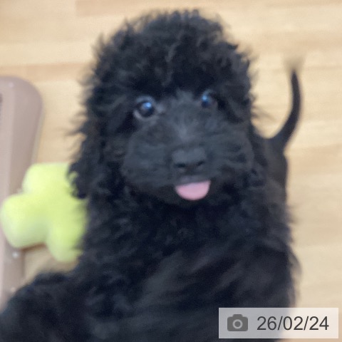 福岡県のトイプードル(トイ) (ペットプラス 福岡伊都店/2025年11月20日生まれ/男の子/ブラック)の子犬の4枚目の画像