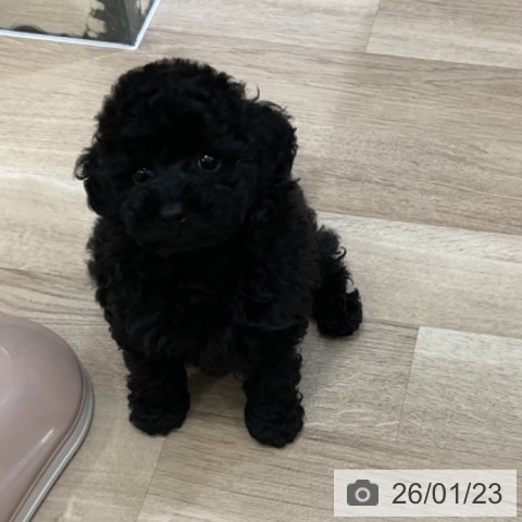 福岡県のトイプードル(トイ) (ペットプラス 香椎浜店/2025年11月20日生まれ/男の子/ブラック)の子犬の3枚目の画像