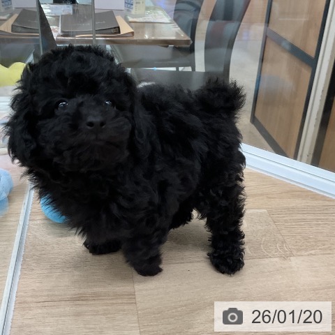 福岡県のトイプードル(トイ) (ペットプラス 八幡東店/2025年11月20日生まれ/女の子/ブラック)の子犬の3枚目の画像
