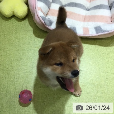沖縄県の柴犬(標準サイズ) (ペットプラス 沖縄ライカム店/2025年11月15日生まれ/男の子/赤)の子犬の4枚目の画像